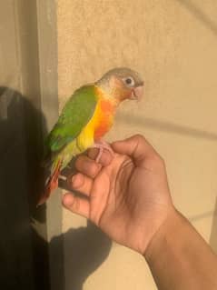 conure