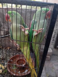 raw parrots 2 sisters 80000 thousand final price