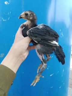 Thai pakoya chicks age 2 month color black home Breed