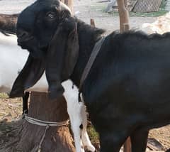 Pure amratsari beetal bakra