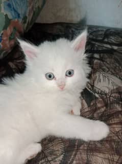 Persian kittens pair blue eyes