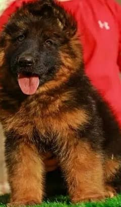 German Shepherd puppies 03079468316