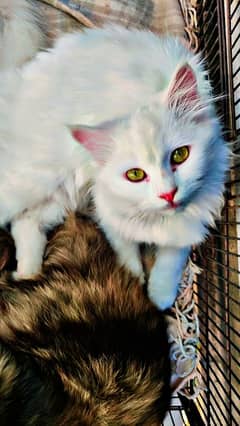 Persian kittens | Persian cat | double coated kittens | doll face