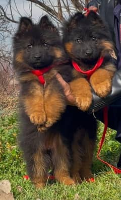 German shepherd puppies My WhatsApp No 032<0382+21>28