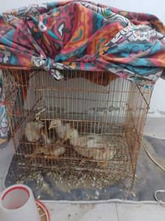 6 asel chicks for sale. age 3 month