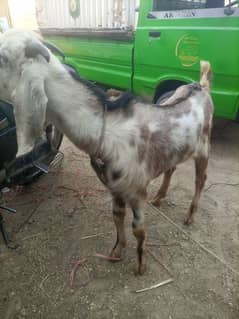 2 dant bakra for urgent sale