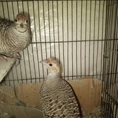 dakhni teeter full breeder pair