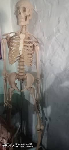 Life size full human skelton