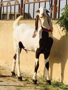 rajanpure Bakra urgent for sale