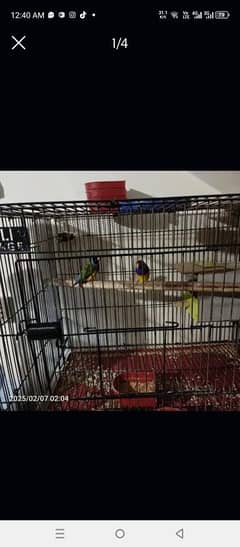 golden finch male 2 and banglesh 1 with 7 cages