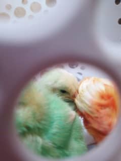 Local colored chicks (please only buy if you can care well)