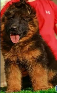 German Shepherd puppies 03079468316