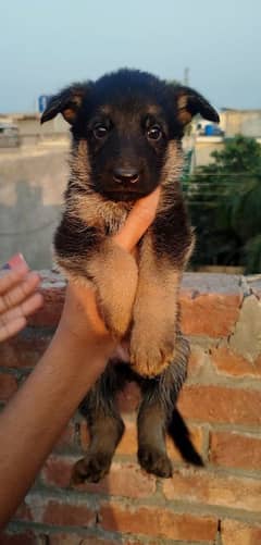 German shepherd show class puppies