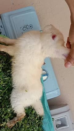 big size angora male baby