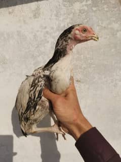 Aseel Qandhari Chicks ((Male--Female))