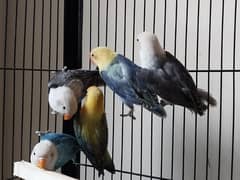 Opline Lovebirds for Sale