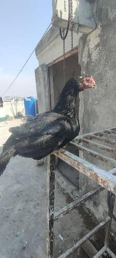 Mianwali Murgi For Sale