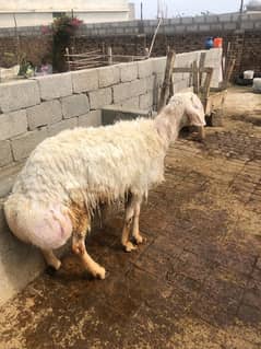 sheep for sale