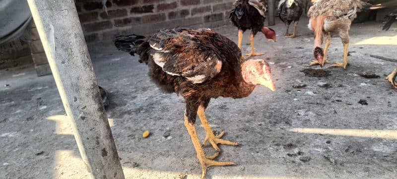 ganoi or Sindhi aseel available 030 4 4 6 7 5 6 7 9 price 8k 2