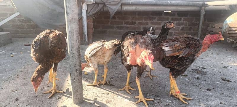 ganoi or Sindhi aseel available 030 4 4 6 7 5 6 7 9 price 8k 4