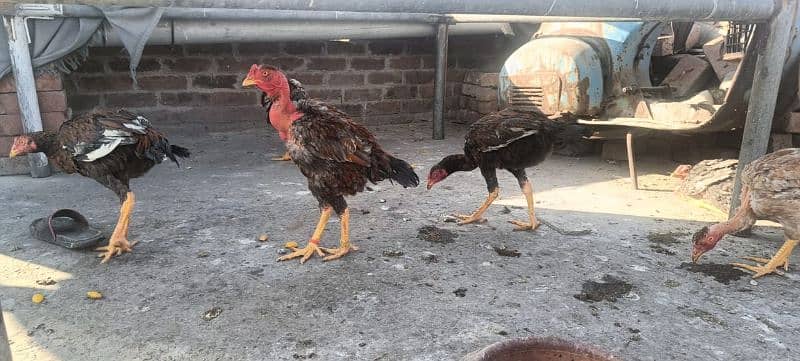ganoi or Sindhi aseel available 030 4 4 6 7 5 6 7 9 price 8k 5