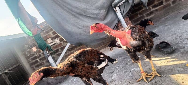 ganoi or Sindhi aseel available 030 4 4 6 7 5 6 7 9 price 8k 8