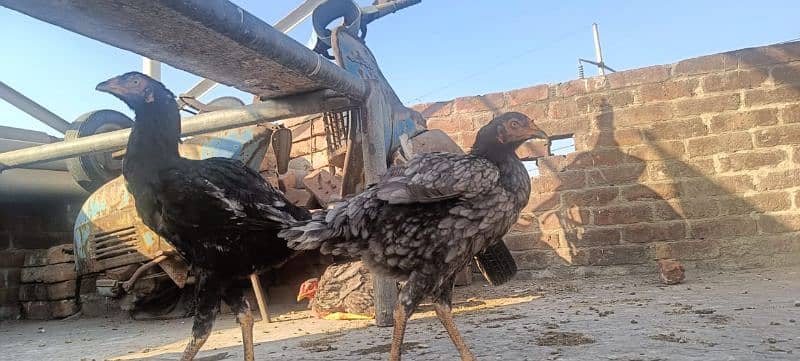 ganoi or Sindhi aseel available 030 4 4 6 7 5 6 7 9 price 8k 10