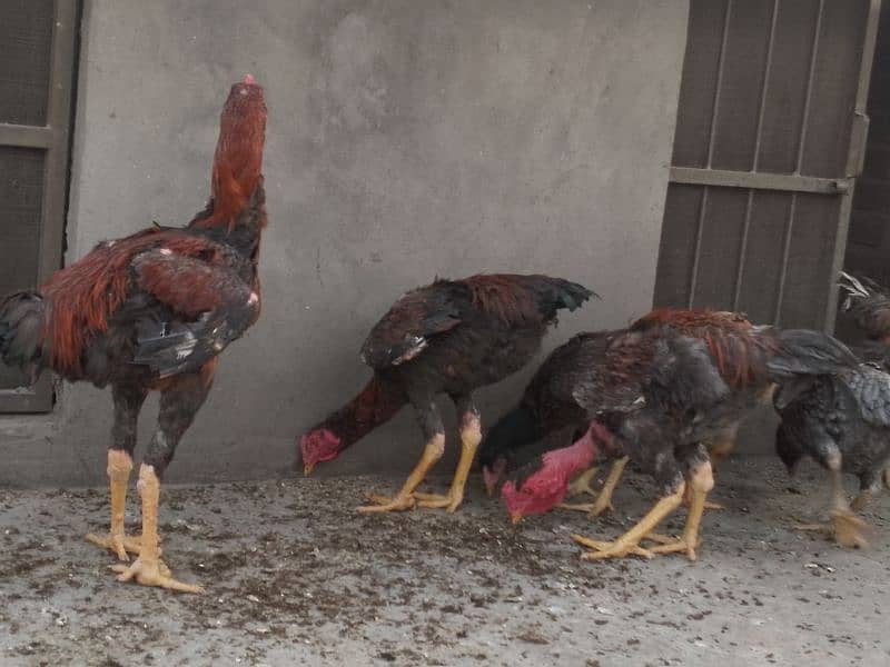 ganoi or Sindhi aseel available 030 4 4 6 7 5 6 7 9 price 8k 15
