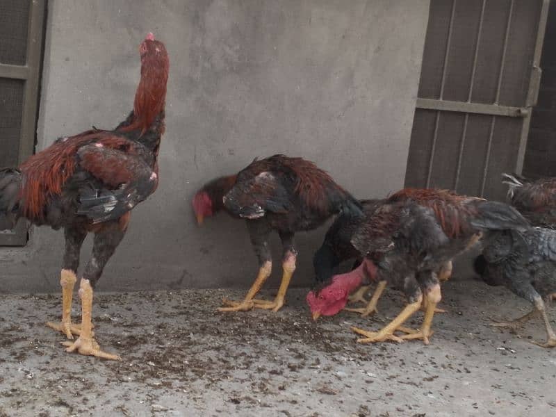 ganoi or Sindhi aseel available 030 4 4 6 7 5 6 7 9 price 8k 17