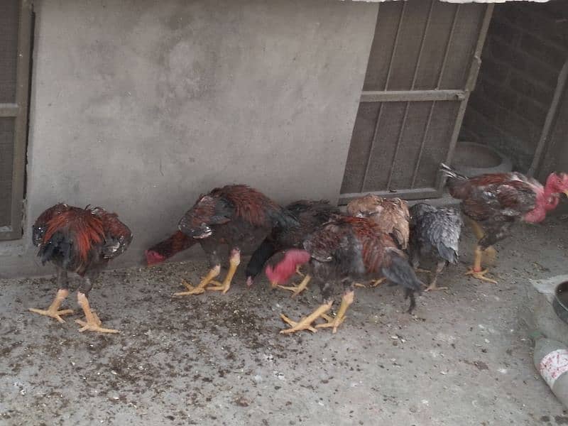 ganoi or Sindhi aseel available 030 4 4 6 7 5 6 7 9 price 8k 18