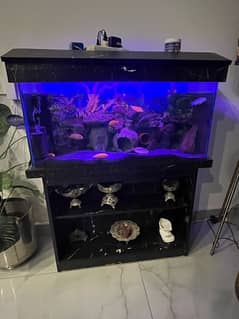 3 Feet Aquarium with Fishes