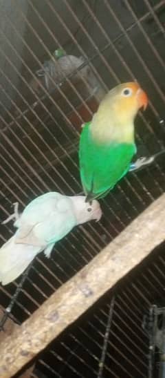 love birds pair for sale