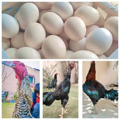 Eggs | Shamoo Eggs | Fertile Eggs | Thai | King Shamoo | Japanese