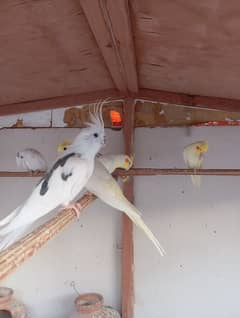 Pure white F1 Breeder Cocktail Price 2200 Bird