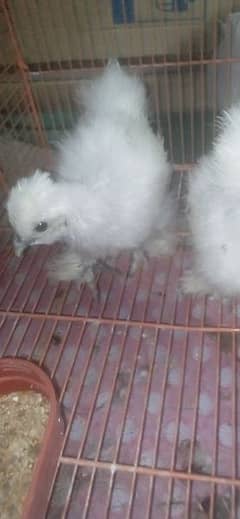 silkie chicks