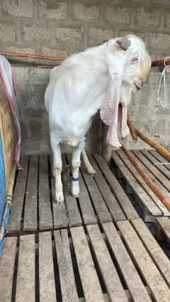 Gulabi kamori breeder available