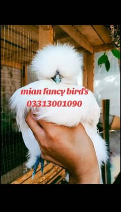 White silki japnese chicks available call what's app 03313001090