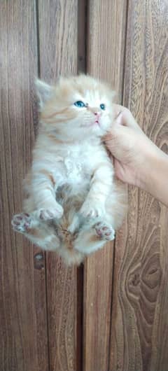 persian cat