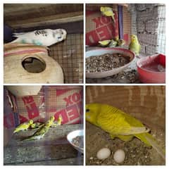 budgies breeder pair with 5 chicks and new eggs