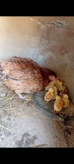 pure aseel mianwali ki nasal chicks available