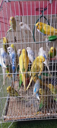 budgies breeder pair for sell