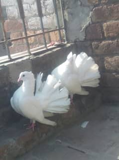 Mashallah White laka kabootar pair breed