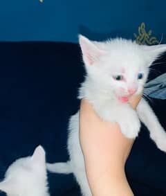 Persian Kittens