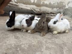 Netherland Dwarf bunnies/ rabbit