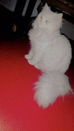 Persian white cat