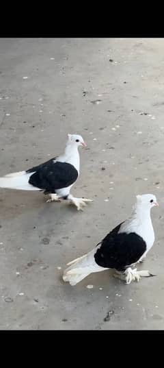 English Fancy Pigeon