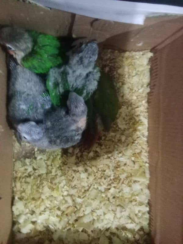 Love Birds Breeding Pair 0