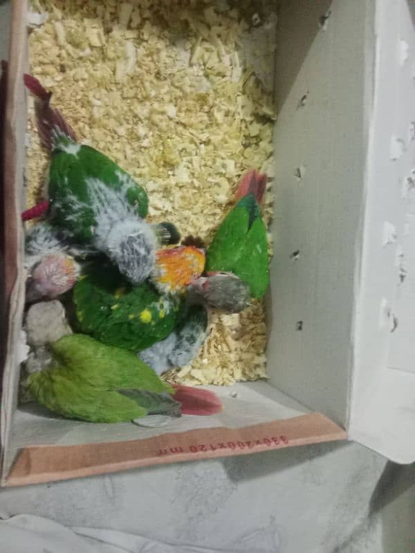 Love Birds Breeding Pair 1