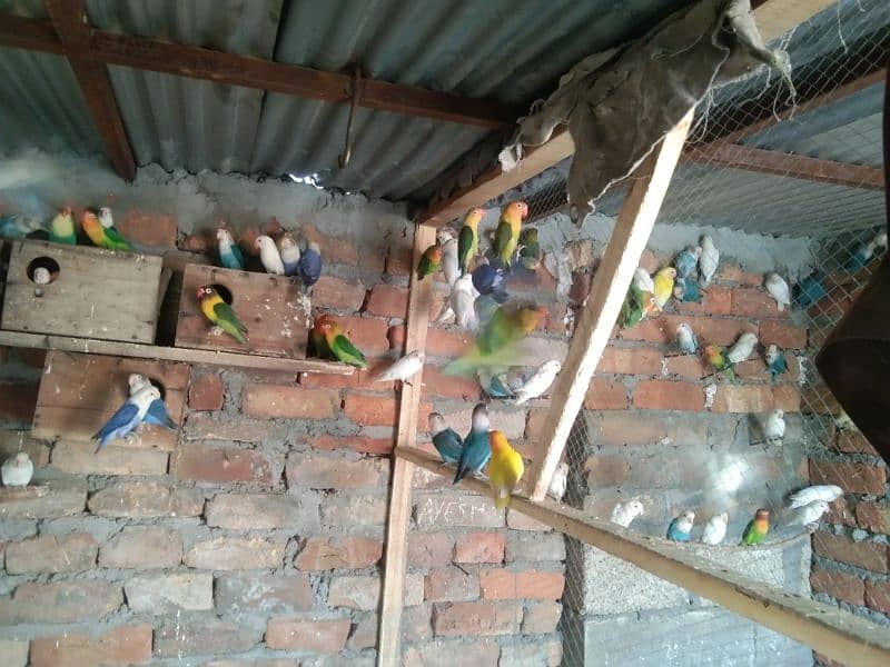 Love Birds Breeding Pair 2