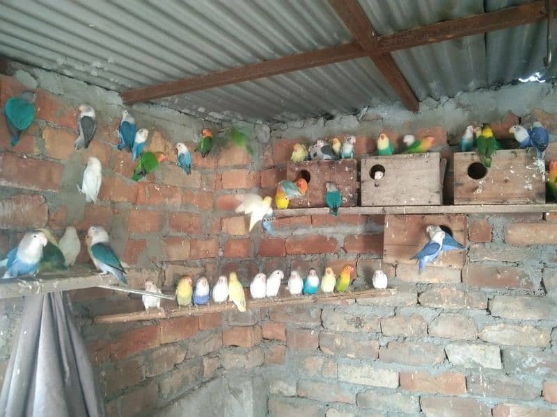 Love Birds Breeding Pair 3